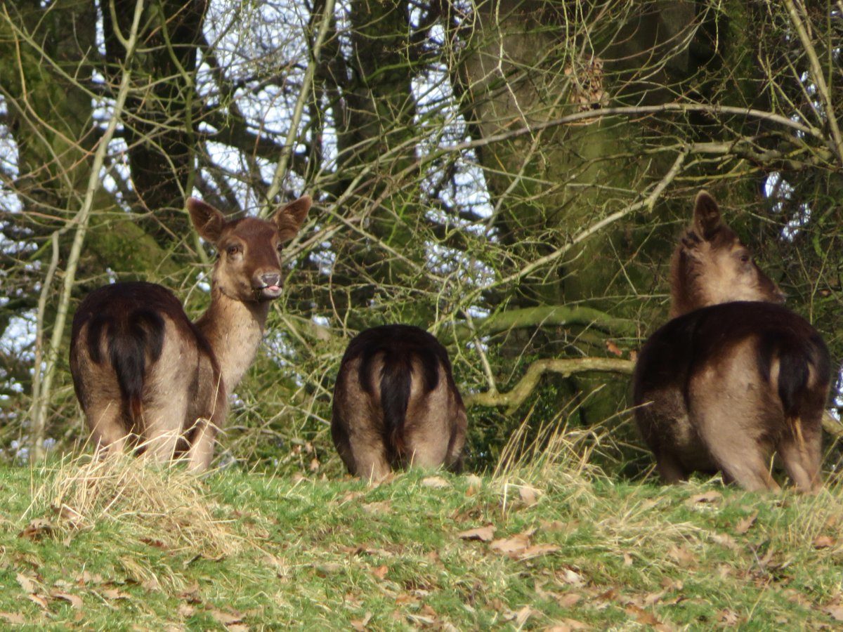 A couple more pics of the black fallow d... A couple more pics of the black fallow d...