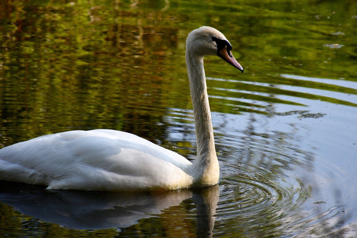 Beautiful #Swans swimming along the #Cro...