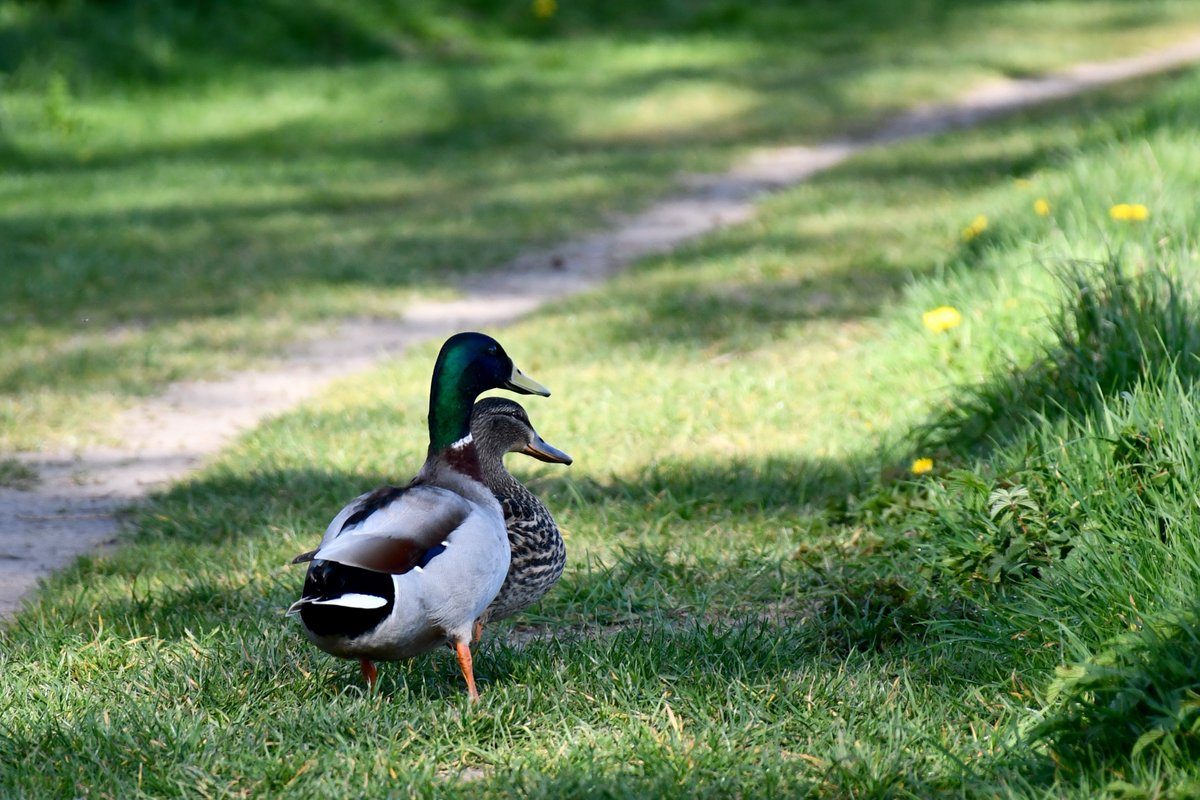 Ducks enjoying the canal #Cumbria #Crook...