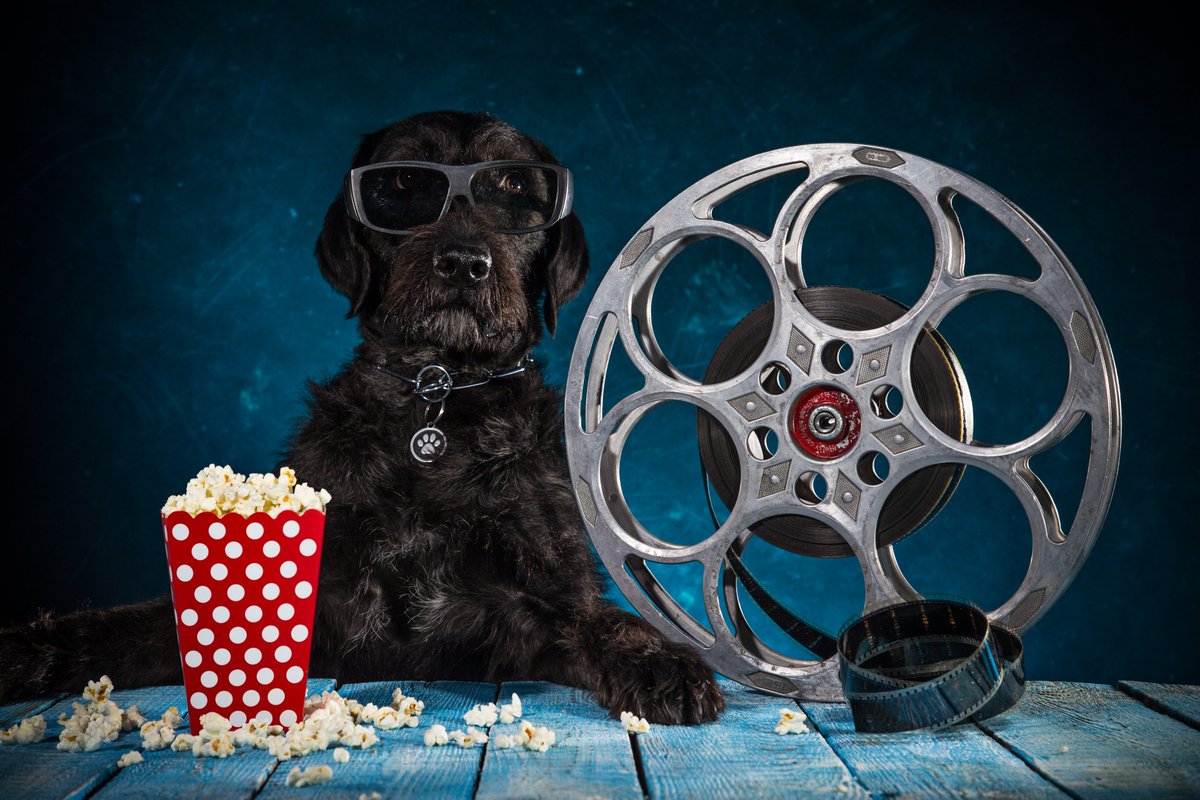 Ever wanted to bring your dog to the cin... Ever wanted to bring your dog to the cin...