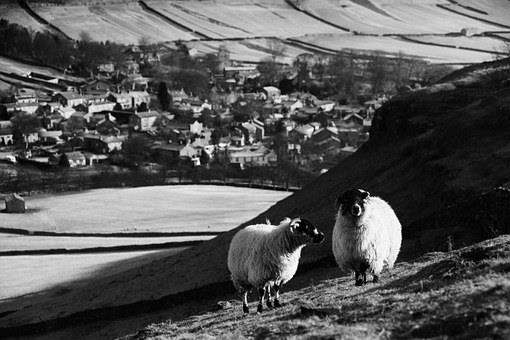 Hey Ewe!... Hey Ewe!...