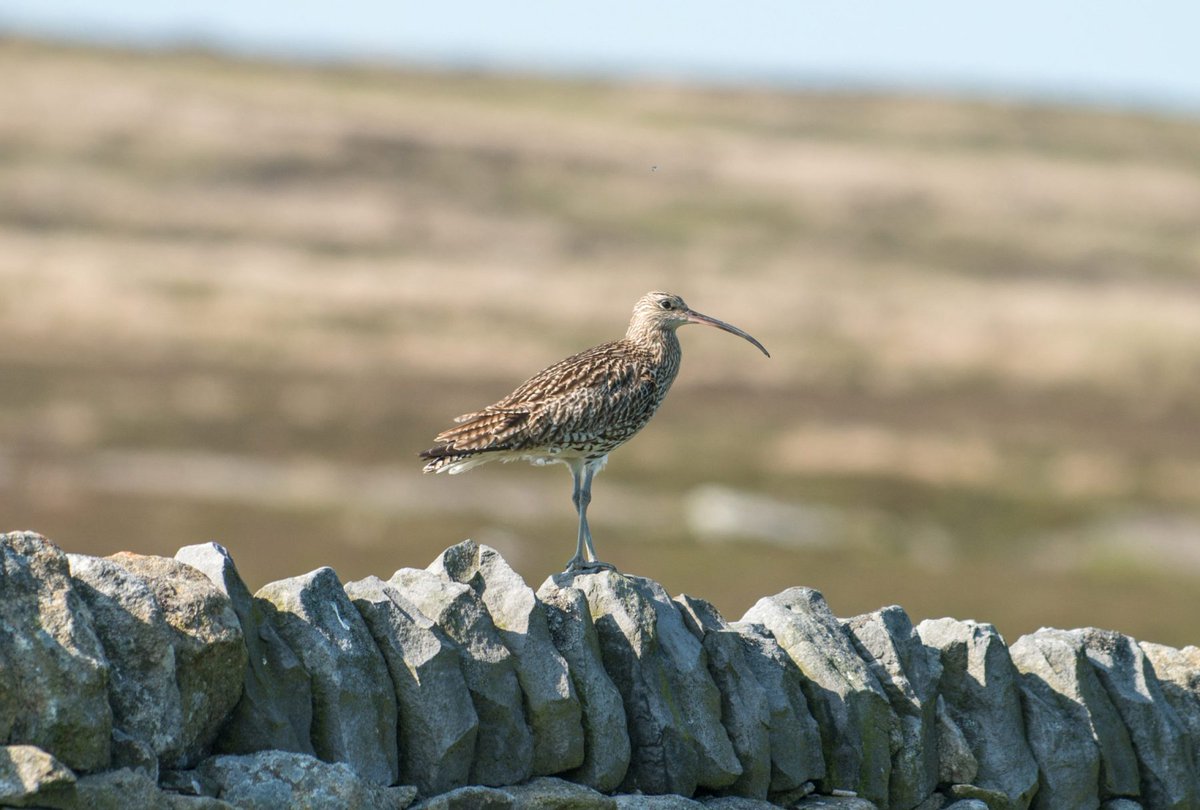 Live locally and heard the curlews retur...