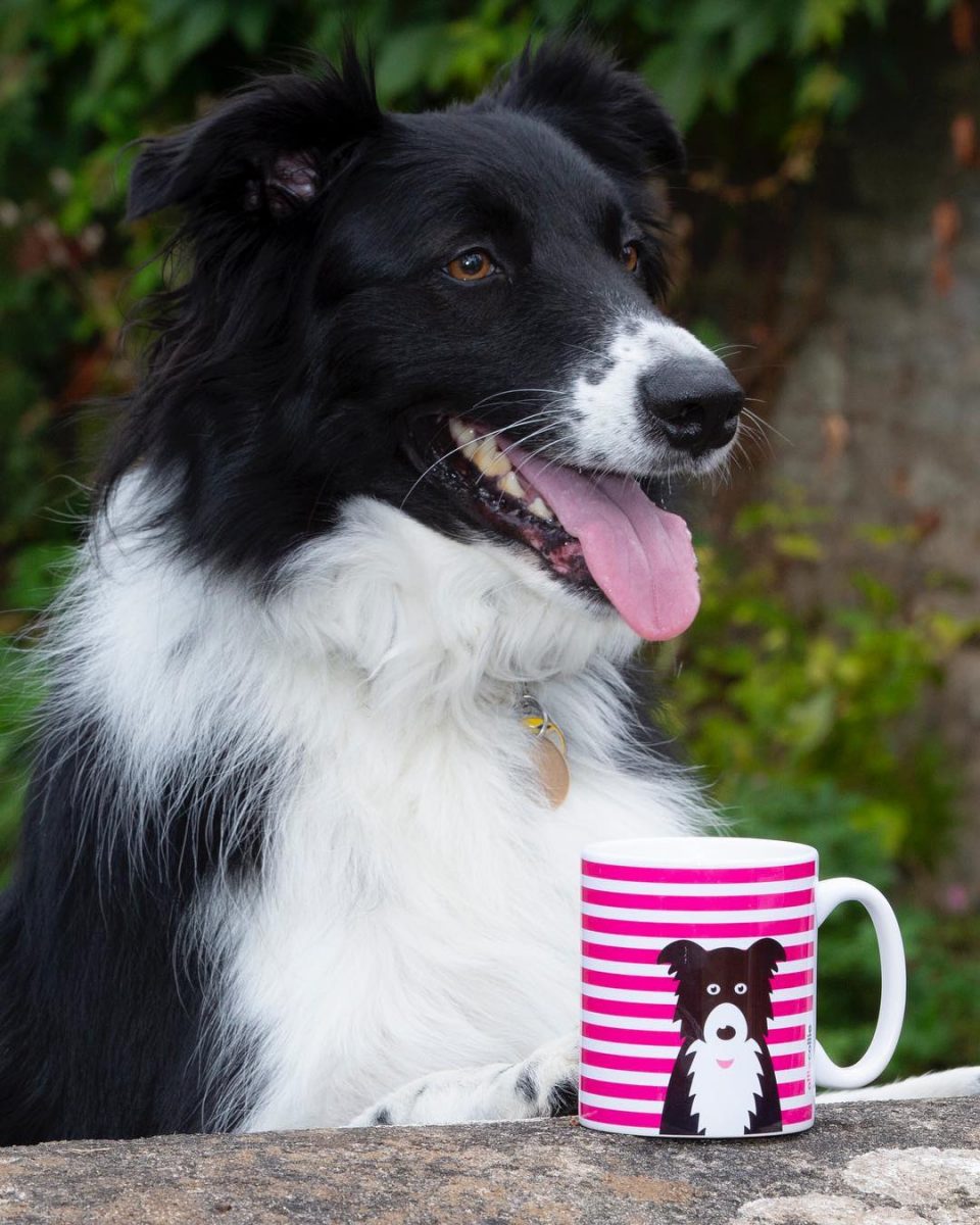 Products inspired by a Border Collie! Look how happy they