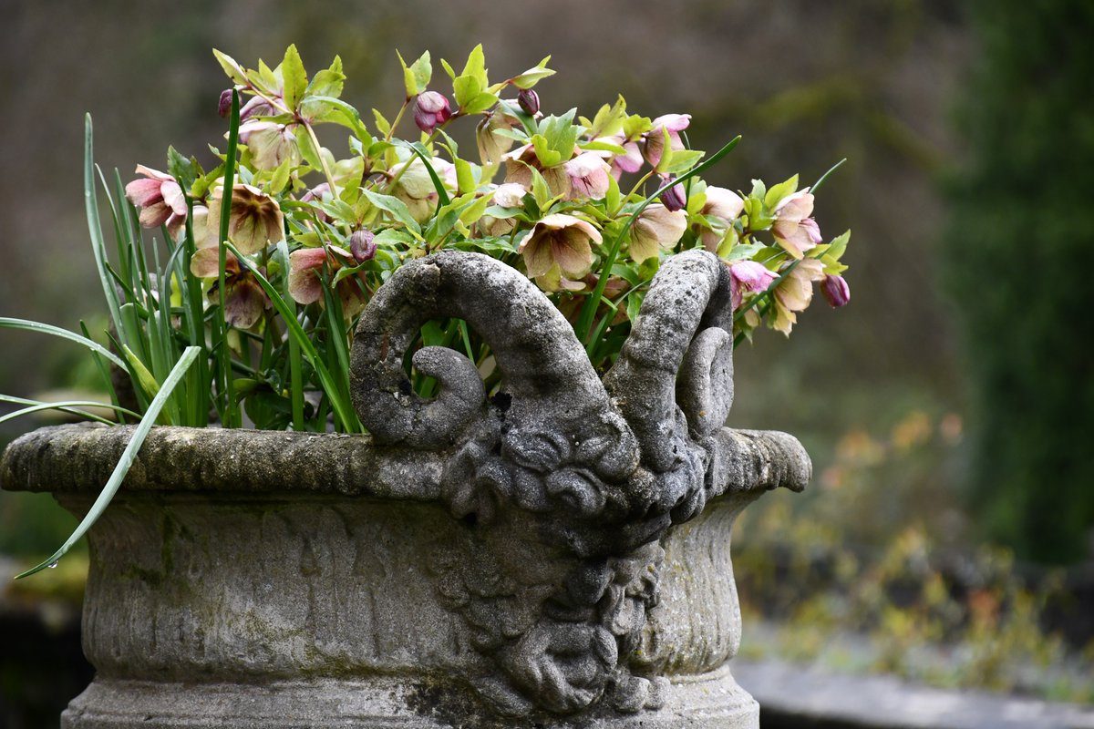 The lovely #Rydal hall & #gardens today ...